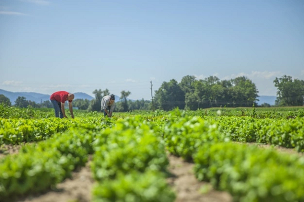 Keunggulan Jurusan Agribisnis