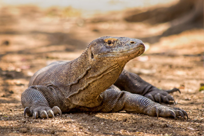 Komodo National Park Indonesia